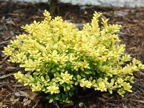 Brass Buckle Japanese Holly Evergreen Clematis, Japanese Holly, Swap Party, Celtic Pride, Hgtv Garden, Creeping Jenny, Proven Winners, Flowering Shrubs, Evergreen Shrubs