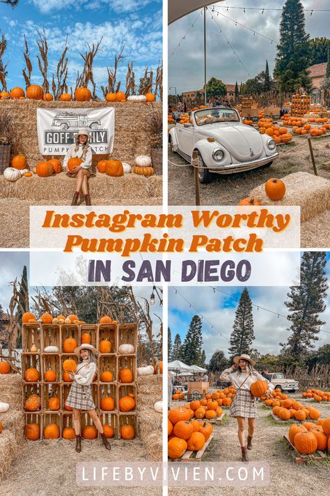 Dried Corn Stalks, Picnic Table With Umbrella, Best Pumpkin Patches, Dried Corn, Stacked Pumpkins, Best Pumpkin, Kids Running, Instagram Worthy, Unique Photo