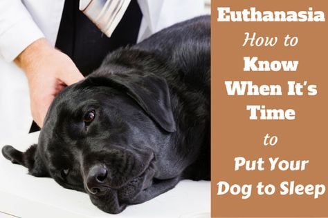 when to put your dog down written beside a peacefully sleeping labrador on a vet's table Dog Last Day, Senior Dogs Care, Elderly Dogs, Sick Dog, Dog Training Advice, Dog Care Tips, Labrador Dog, German Shorthaired Pointer, Sleeping Dogs