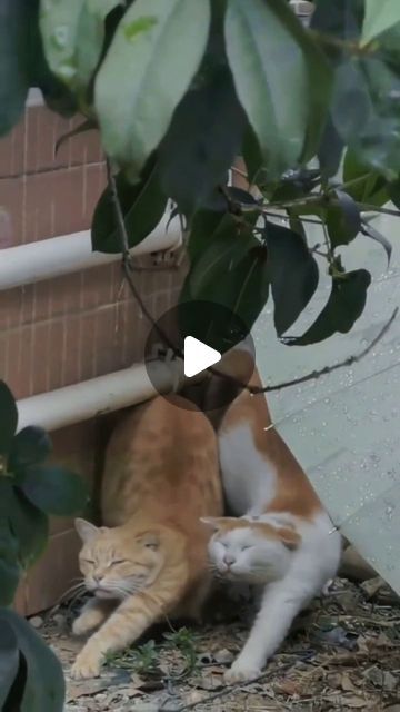 Funny Cat Videos Can't Stop Laughing Kittens, Cute Animal Videos Funny, Cat Humor Funny, Cats Sleeping Funny, Annoyed Cat, Cute Fluffy Kittens, Cat Videos Funny, Animals Doing Funny Things, Funny Kitties