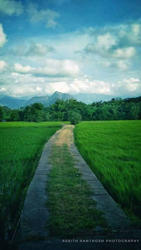 Kerala, Paddy Fields... Kerala Paddy Field, Paddy Field Photography, Indian Farming, Cb Editing Background Full Hd, Kerala Beauty, India Places, Ambe Maa, Kerala Tour, Paddy Field