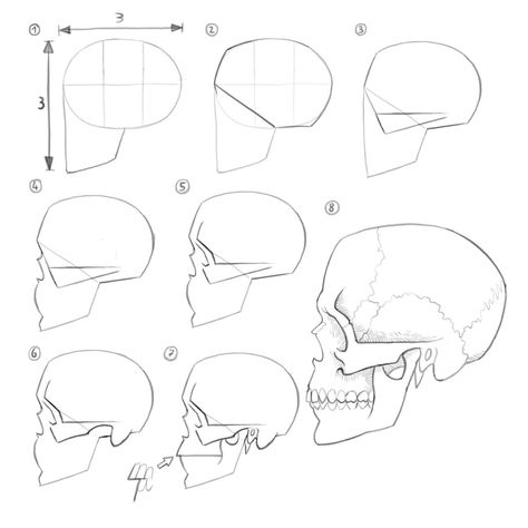 Skull Studies, Human Skull Drawing, Draw A Skull, Drawing The Human Head, Side View Drawing, Skull Anatomy, Human Sketch, Skull Sketch, Human Anatomy Drawing