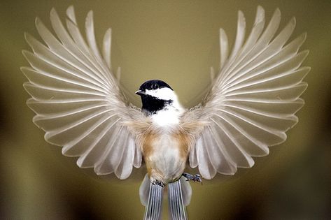 Black Capped Chickadee, Bird Wings, Backyard Birds, Pretty Birds, Bird Photography, Bird Watching, Bird Feathers, Birds In Flight, Love Birds