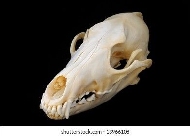 Coyote Skull Reference, Mushroom Sleeve, Botanical Mushroom, Skin Walker, Coyote Skull, Skull Reference, Vulture Culture, Sharp Teeth, Ap Art