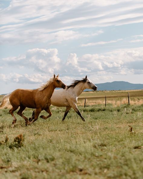 Horses have always been at the center of my roots and have shaped me to be who I am today…. Always forever grateful for the lessons I’ve learned from being able to be a part of this way of life. #longlivecowboys #cowboys #westernwayoflife #longlivethecowboy #cowgirls #westernlifestyle #agriculture #supportsmallfarms #cowboying #wildhorses #runninghorses Retreat host @sshyphotography Land With Horses, 2 Horses Together, Horse In Field, Horse Grazing, Horse Pasture, Horses Grazing, Horses Running, Horse Colors, Victorian Paintings