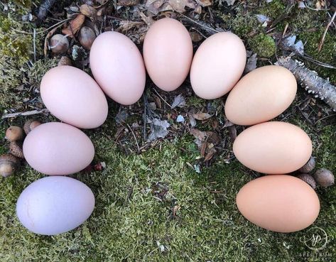 Barred Rock Chickens Eggs, Quail Egg Colors, Pink Eggs Chickens, Pink Egg Laying Chickens, Lavender Orpington Chickens Eggs, What Chickens Lay What Color Eggs, Barnevelder Chicken Egg Color, Colored Eggs Chickens, Selling Chicken Eggs