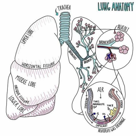 Lungs Notes Anatomy, Lung Anatomy Notes, Respiratory Diagram, Vet Anatomy Notes, Lungs Notes, The Lungs Anatomy, Histology Notes, Larynx Anatomy, Lungs Anatomy