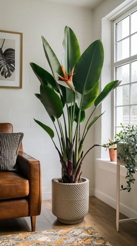 14 Best Houseplants for Your Living Room Big Leaf Indoor Plant Houseplant, Large Floor Plants Living Rooms, Tall House Plants Indoor Living Rooms, Tropical Plant Indoor, Elegant Indoor Plants, Real Indoor Plants, Greenery In Home, Living Room Artificial Plants Decor, Small Low Light Plants Indoor