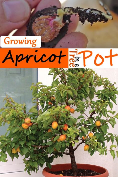 Having an Apricot tree in your garden is the best way to enjoy its flavorful fruits! Learn How to Grow Apricot from Seeds in this article! Apricot Seeds How To Eat, How To Eat Apricot Seeds, How To Grow Apricots From Seed, Apricot Seed Planting, Apricot Tree How To Grow, Apricot Seeds Benefits, Growing Apricots From Seed, Pruning Apricot Trees, Homesteading Knowledge