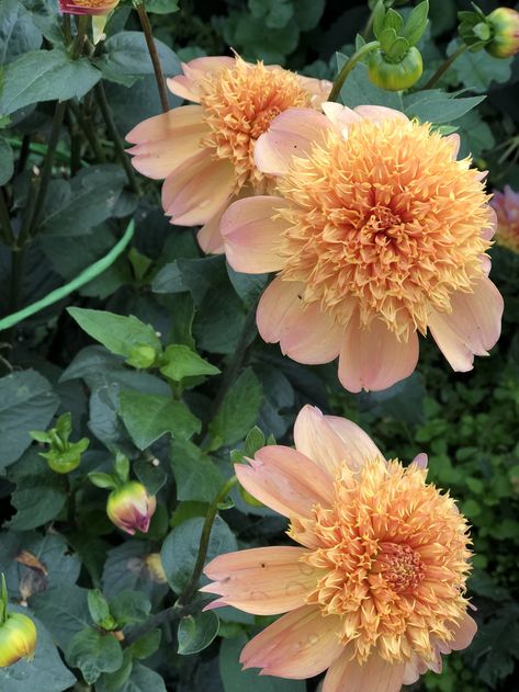 Dahlia Planting, Dahlia Flower Garden, Dahlia Garden, John 10, Cut Flower Farm, Dahlias Garden, Garden Inspo, Garden Plan, Cut Flower Garden