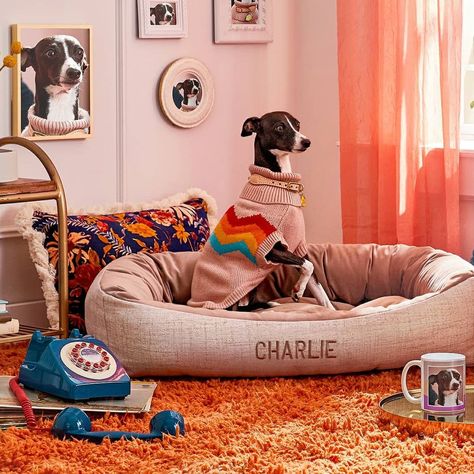 Chewy on Instagram: “When they ARE the gift and they know it. 👉 Personalized pet essentials in bio.” Pet Brand, Pet Essentials, Dog Hotel, Heartwarming Photos, Pet Businesses, Animal Portraits, Pet Care Tips, Italian Greyhound, Pet Parent