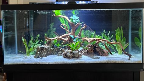 40 Gallon Aquarium, 55 Gallon Aquarium, 55 Gallon Tank, Freshwater Aquarium Plants, Fish Tank Terrarium, Fish Tank Design, Tropical Fish Tanks, Tropical Fish Aquarium, Reptile Room