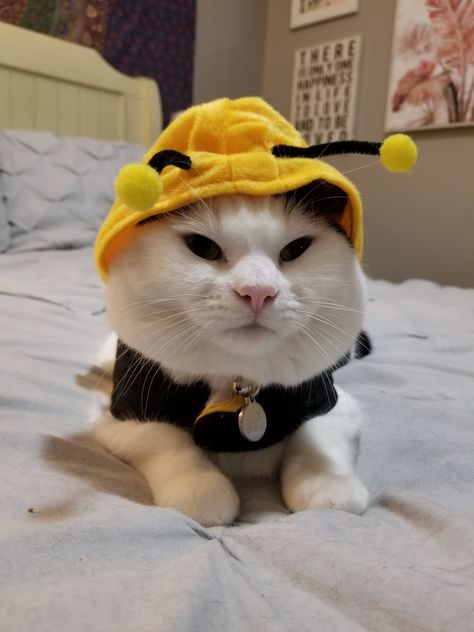 This is Pebbles in her bumblebee costume Bumble Bee Halloween Costumes, Dog Bumble Bee Costume, Costume For Cats, Bumble Bee Stuffed Animal, Bumblebee Costume, Bumblebee Plush, Bumblebee Jasper, Bee Costume, Cat Costumes