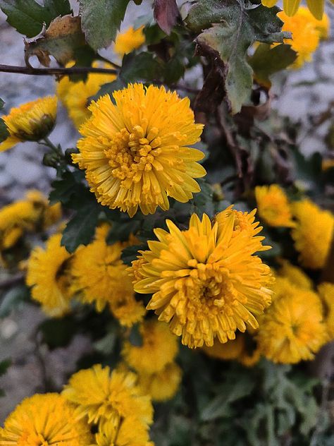 flower | yellow flower | flower aesthetics Yellow Desi Aesthetic, Desi Aesthetics, Desi Aesthetic, Yellow Colour, Aesthetic Pics, Yellow Aesthetic, Yellow Color, Yellow Flowers, Green Yellow