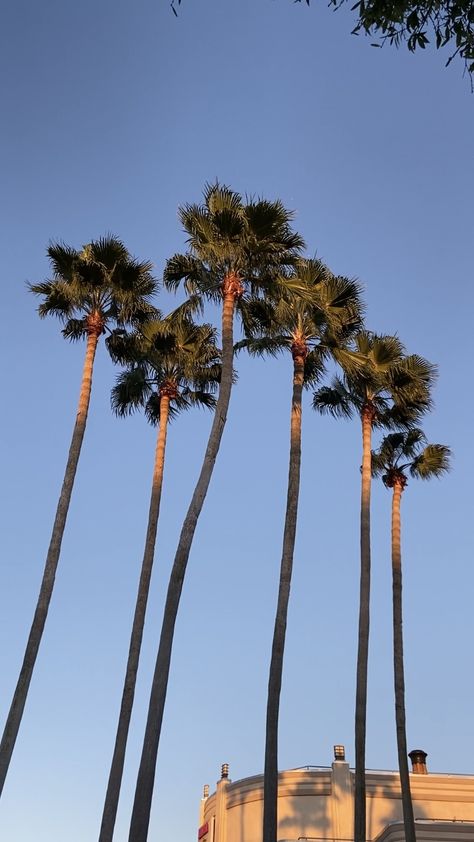 palm trees, disney springs, florida, aesthetic, nature Palm Tree Aesthetic, Florida Palm Trees, Jolyne Kujo, Florida Aesthetic, Tree Aesthetic, Aesthetic Disney, Spring Aesthetic, Disney Springs, Sugar Plum