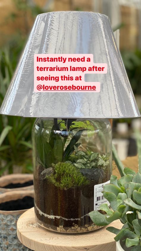 Pickle Jar Terrarium, Terrarium Lamp Ideas, Terrarium Lamp Diy, Jar Terrarium Diy, Terrarium Lamp, Bottle Terrarium, Plant Lamp, Diy Terrarium Kit, Recycled Jars