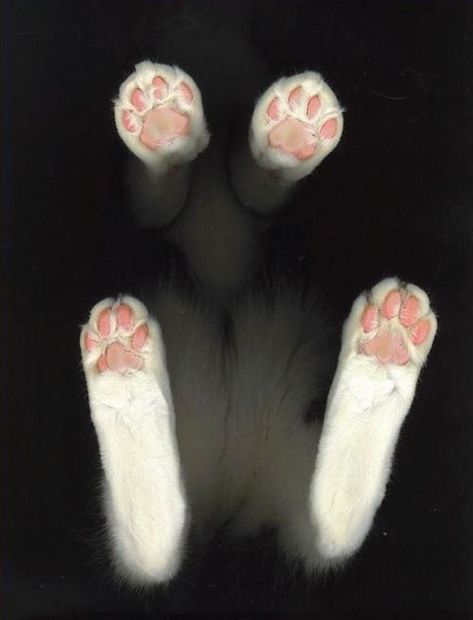 Cat Scan, Nosara, Cat's Paw, Söt Katt, 강아지 그림, Cat Paws, Cats Meow, Cat Owners, The Shape