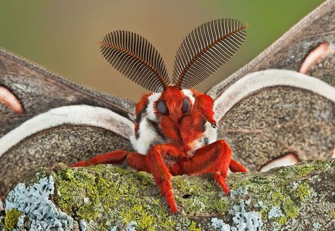 20 moth species more beautiful than butterflies | MNN - Mother Nature Network Venezuelan Poodle Moth, Poodle Moth, Cecropia Moth, White Moth, Large Moth, Rosy Maple Moth, Moth Species, Cute Moth, Atlas Moth