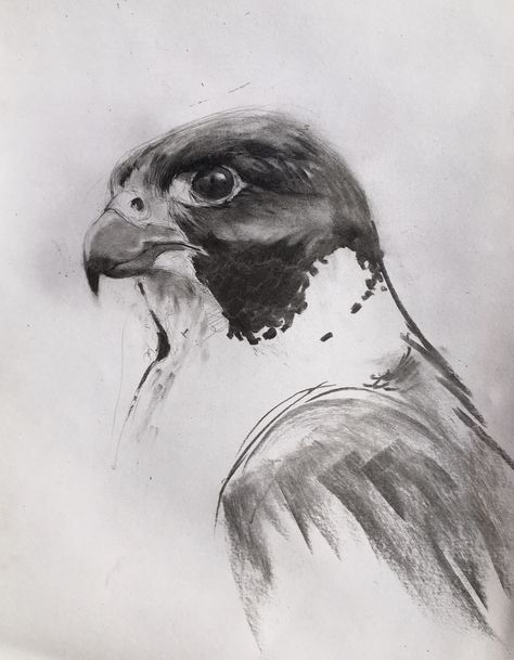 Peregrine Falcon Drawing, Falcon Sketch, Drawing Eagle, Wildlife Sketches, Falcon Drawing, Eagle Sketch, Falcon Art, Eagle Drawing, Abc Art