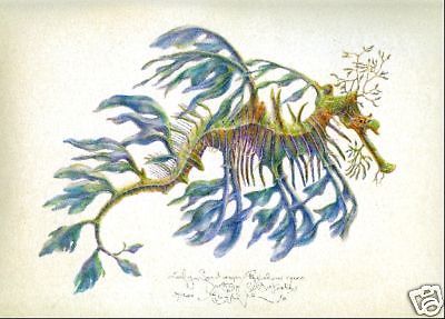 Ocean Seahorse Leafy Sea Dragon Limited Edition Signed Hand Worked Giclee Print | eBay Dragon Seahorse, Sea Life Wall Art, Leafy Sea Dragon, Sea Dragons, Fairies Garden, Sea Scape, Dragon Fish, Octopus Wall Art, Seahorse Art