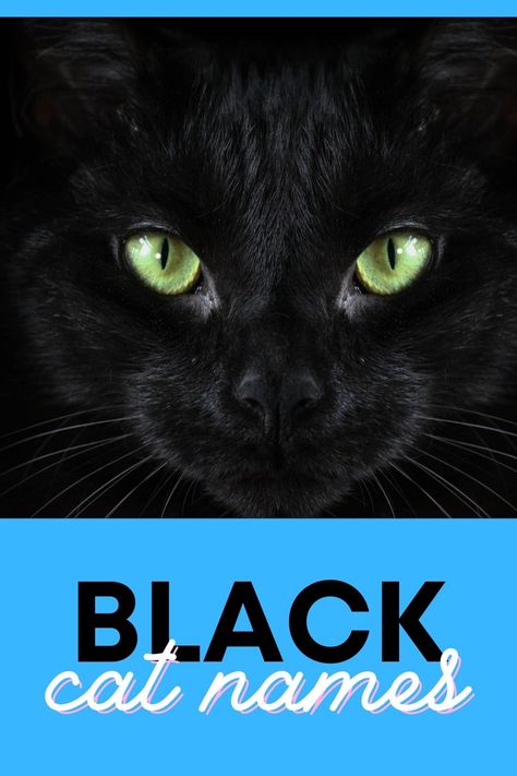 Black cat names Black Cat Names Boys, Black Kitten Names, Black Cat Names Female, Male Black Cat Names, Black Cat Names, Boy Cat Names, Names And Meanings, Egyptian Names, Irish Names