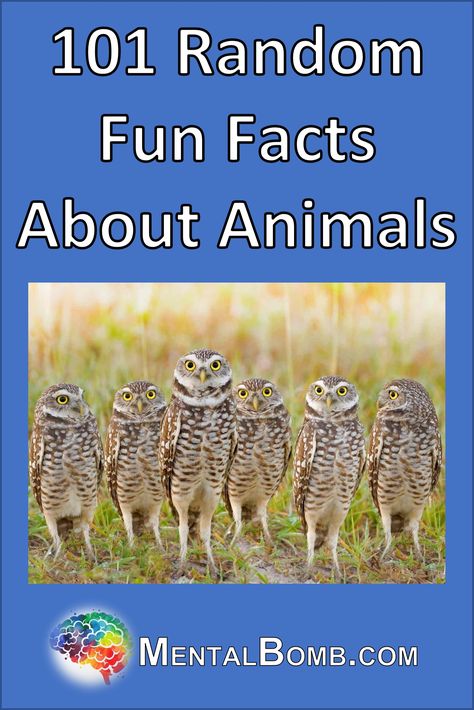 We've created this list of 101 random fun facts about animals for your enjoyment and for you to share with friends!  #FunFacts Fun Facts Animals, Cool Animal Facts, Random Animal Facts, Animal Fun Facts, Interesting Animal Facts, Interesting Facts About Animals, Amazing Facts About Animals, Gross Facts, Fun Animal Facts