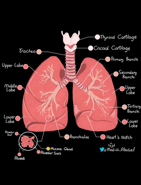 Learn Biology, Study Biology, Nursing School Motivation, Medical School Life, Nurse Study Notes, Basic Anatomy And Physiology, Medical Student Motivation, Nursing Student Tips, Med School Motivation