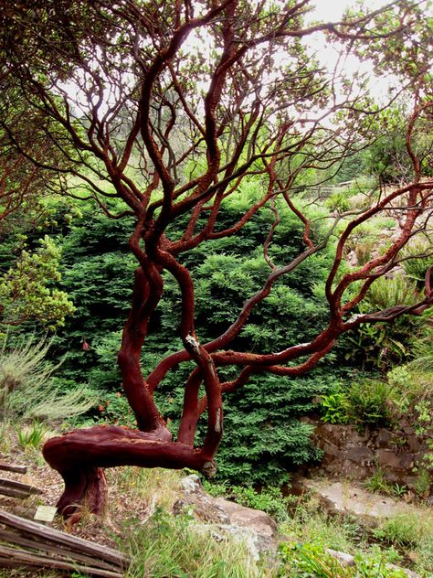 Arctstostaphylos manzanita Manzanita Tree Tattoo, Drought Tolerant Trees, California Native Garden, Manzanita Tree, Growing Trees, Drought Tolerant Landscape, California Native Plants, Native Plant Gardening, Hillside Landscaping