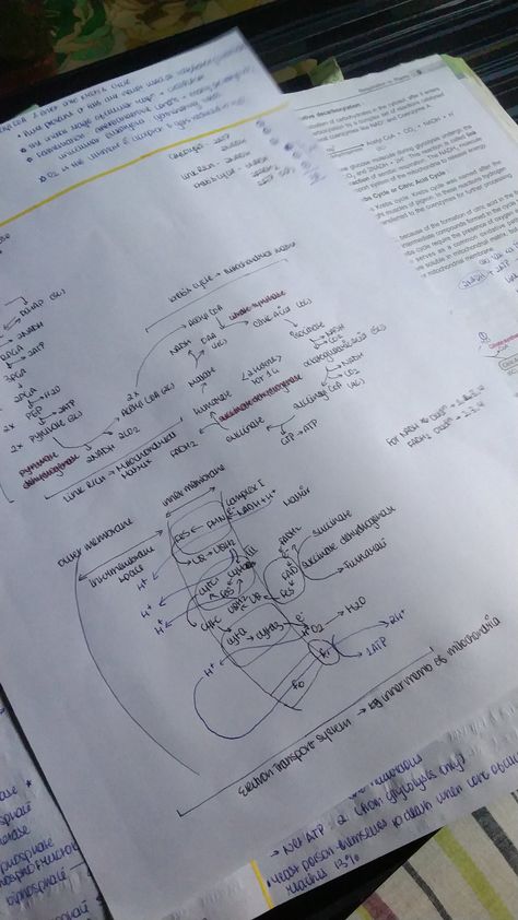 neet biology notes respiration in plants botany notes biology notes neet 2024 aesthetic notes inspo Botany Notes Aesthetic, Respiration In Plants Notes, Aesthetic Notes Inspo, Respiration In Plants, Botany Notes, Whiteboard Notes, Notes Biology, Neet 2024, Neet Biology