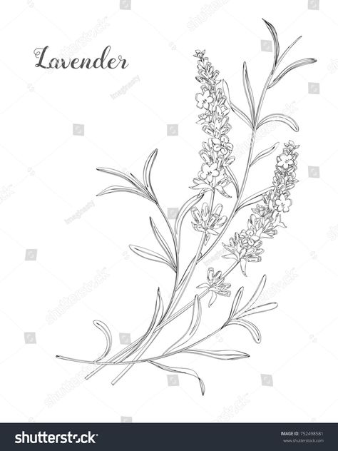 Lavender Illustration, Doodle Line Art, Flowers Doodle, Lavender Tattoo, Line Art Vector, Flower Art Drawing, Illustration Botanique, Flower Sketches, Lavender Plant