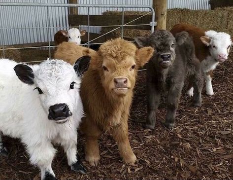 Mini Hereford, Miniature Highland Cattle, Mini Highland Cow, Miniature Cows, Pet Cows, Hereford Cows, Mini Cows, Baby Highland Cow