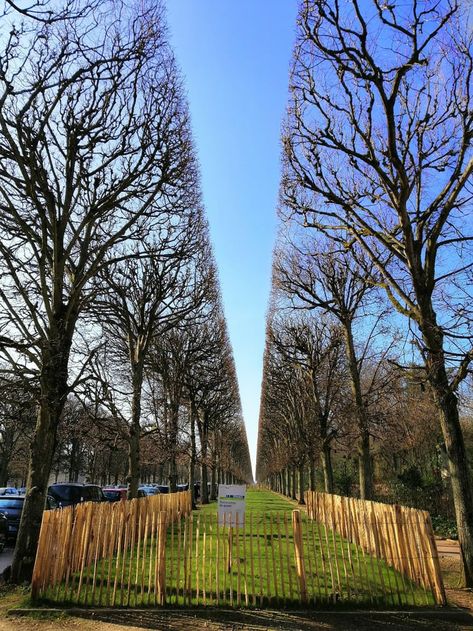 When trees are perfectly aligned. Oddly Satisfying Photos, Oddly Satisfying Pictures, Perfect Pictures Satisfying, Perfect Things Satisfying, Satisfying Images, Satisfying Photos, Satisfying Stuff, Satisfying Pictures, Satisfying Things