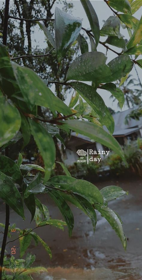 Mansoon Photography Ideas, Plant Instagram Story, Rain Story Instagram, Rain Day Aesthetic, Rainy Day Snap, Rain Insta Story, Rain Snap, Nature Photography Quotes, Sunset Quotes Instagram