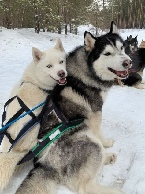 Huskies Sled, Cute Dogs Images, Cute Husky, Husky Lover, Cute Dog Pictures, Pretty Dogs, Winter Animals, Husky Puppy, Husky Dogs