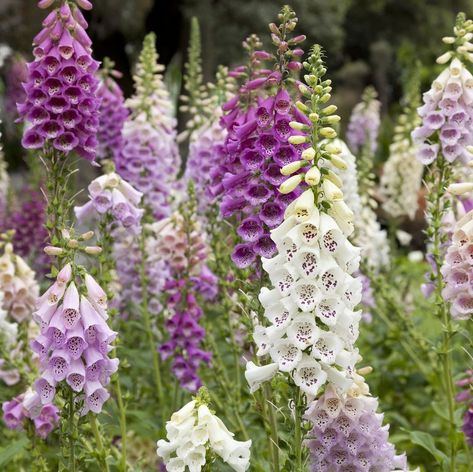 Foxglove Plant, Deer Resistant Flowers, Digitalis Purpurea, Flower Seeds Packets, Lenten Rose, Deer Resistant Plants, Best Perennials, Hydrangea Garden, Poisonous Plants