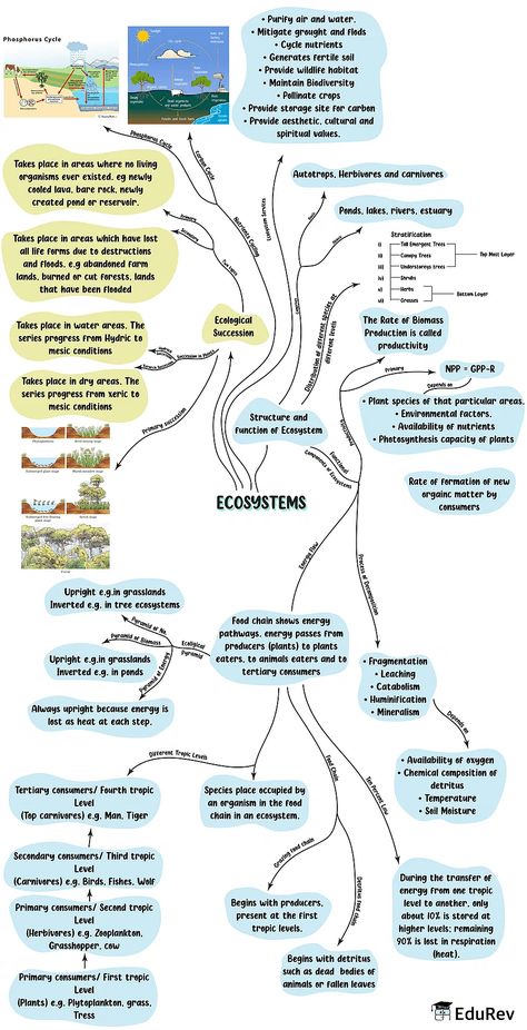 Mindmap: Ecosystems - Biology Class 12 - NEET PDF Download Biology Class 12 Mind Maps, Neet Biology Mind Maps, Ecosystem Notes, Biology Mind Map, Neet Exam Notes, Ecology Notes, Neet 2023, Biology Class 12, Neet Biology