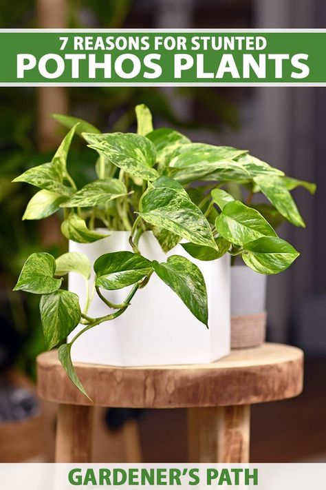 A close up vertical image of a pothos houseplant growing in a white pot set on a wooden surface. To the top and bottom of the frame is green and white printed text. Pothos Plants, Marble Queen Pothos, Smart Garden, Pothos Plant, New Roots, Easy Plants, Indoor Gardening, Room With Plants, Down South