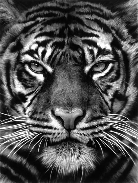 Tiger Fotografie, Tiger Face Tattoo, Tiger Tattoo Sleeve, Tiger Photography, Regard Animal, Tier Tattoo, Tiger Tattoo Design, Tiger Drawing, Tiger Wallpaper