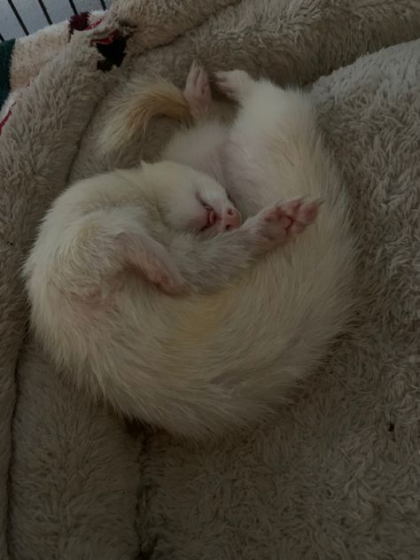 Albino Ferret, Ferret, White