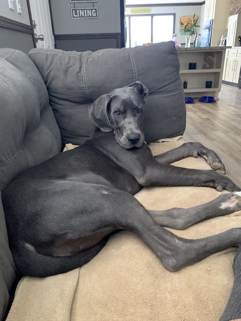 Grate Danes, Grey Great Dane, Blue Great Danes, Big Dog Breeds, Cute Animals Puppies, Great Dane Dogs, Dream Dog, Secret Life Of Pets, Really Cute Dogs