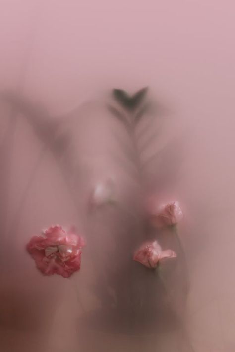 100,000+ Best Flower Images · 100% Free Download · Pexels Stock Photos Floral Background Desktop, Best Flowers Images, Blurred Photos, Flowers Board, Soft Pink Flowers, Background Desktop, Flower Art Drawing, Fall Flower, Blur Photo