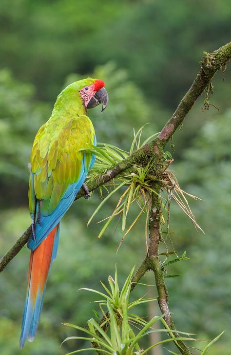 Great Green Macaw, Parrot Pictures, Painting Parrot, Green Macaw, Parrot Craft, Macaw Art, Parrot Tattoo, Birds Pet, Colorful Wings