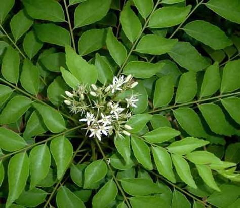 Vastu Shastra for Curry Leaves Plants Benefits Of Curry, Curry Leaf Plant, Vegetable Seeds Packets, Leaf Health, Curry Leaf, Helichrysum Italicum, Leaf Vegetable, Planting Tools, Seed Pack