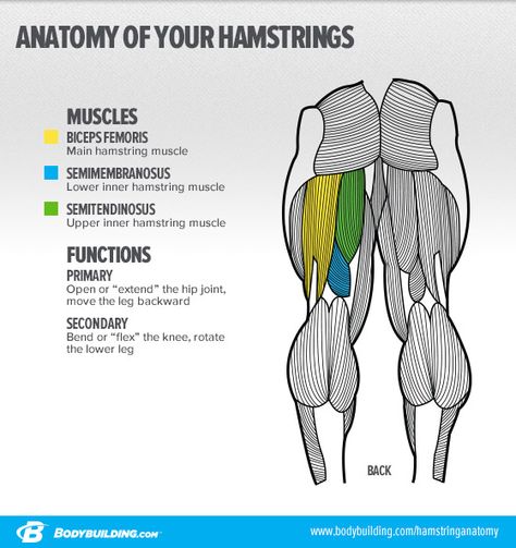 Hey Quadzilla, is your lack of hamstring development creeping up on you? Here's what you need to know to save yourself inevitable injury and embarrassment! Leg Anatomy, Hamstring Muscles, Human Body Anatomy, Muscular System, Muscle Anatomy, Human Anatomy And Physiology, Anatomy For Artists, Body Anatomy, Anatomy Drawing