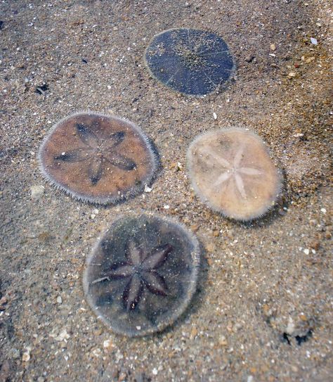 pretty sand dollar Sand Dollar Drawing, Sea Dollar, Dollar Drawing, Pansy Shell, Sand Dollar Tattoo, Sea Biscuits, Jaipur Rug, Dollar Tattoo, Sea Biscuit