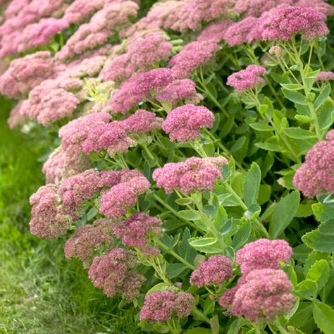 How to Grow Sedum Neighborhood Landscaping, Autumn Joy Sedum, Sedum Autumn Joy, Fall Flowers Garden, Drought Tolerant Perennials, American Meadows, Making Plant Pots, Best Perennials, Deck Porch