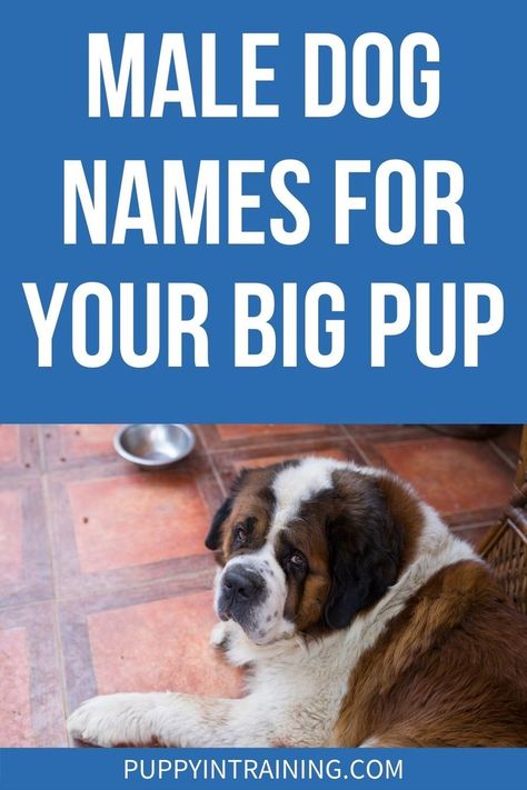 Male Dog Names For your Big Pup - St Bernard sitting waiting for food. - Struggling to settle on the perfect name for your new pooch? If they are male and promise to grow to be quite large, we have a list of recommendations for you. Male Pet Names, Boy Puppy Names, Big Dog Names, Male Dog Names, Cute Big Dogs, Boy Dog Names, Best Dog Names, Cute Names For Dogs