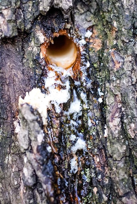 Late winter is tree tapping season! Learn how to tap trees, which trees you can tap beyond maple, and how to make your own homemade syrup from the sap right in your backyard! Walnut Syrup, Tree Tapping, Make Syrup, Maple Tapping, Tapping Maple Trees, Turkey Fryer, Wild Foraging, Sourdough Pancakes, Colored Tape