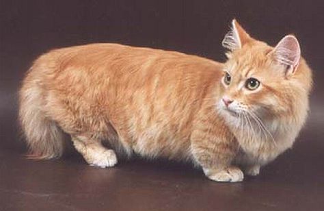 adult orange munchkin Cats Munchkin, Gato Munchkin, Munchkin Cats, Munchkin Kitten, F2 Savannah Cat, Tiny Animals, Munchkin Cat, Cat Breeder, Cat Spray