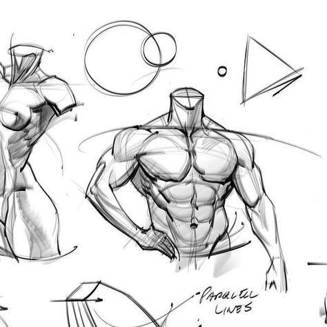 Men Chest Drawing, Chest Anatomy, Muscles Art, Torso Muscles, Sketches Anatomy, How To Draw Abs, Arm Anatomy, Human Muscle Anatomy, Doodles Sketches